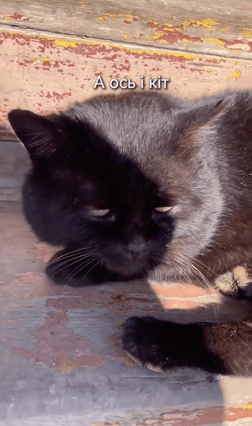 кот в доме 4 Черный котик